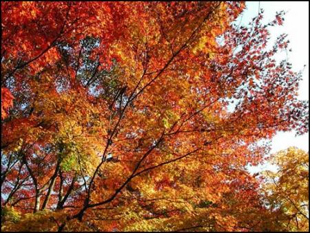 automne